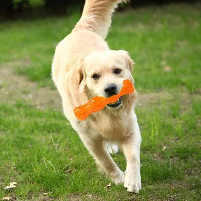 Giocattolo da tennis Palla resistente ai morsi Giocattolo per animali domestici Set da 10 pezzi Altri prodotti per animali domestici Giocattoli da masticare